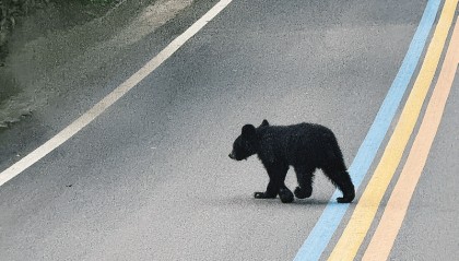太白山景区：小熊巡山 班车让行