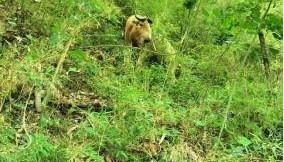 “秦岭四宝”——秦岭羚牛出没西峡山林