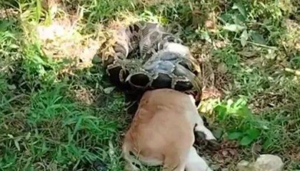 广东一条蟒蛇吞食牛犊，发现时牛头已经被吞下一半，当地：属保护动物，已放生