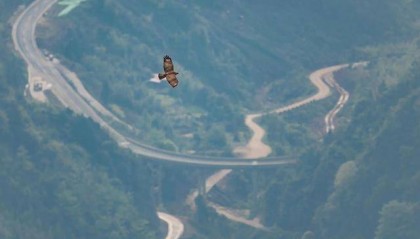 奇观！上万只猛禽苍穹振翅过境龙门山脉