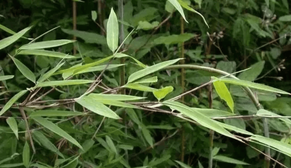 【保护秦岭大家园 维护生物多样性】关注秦岭野生动植物