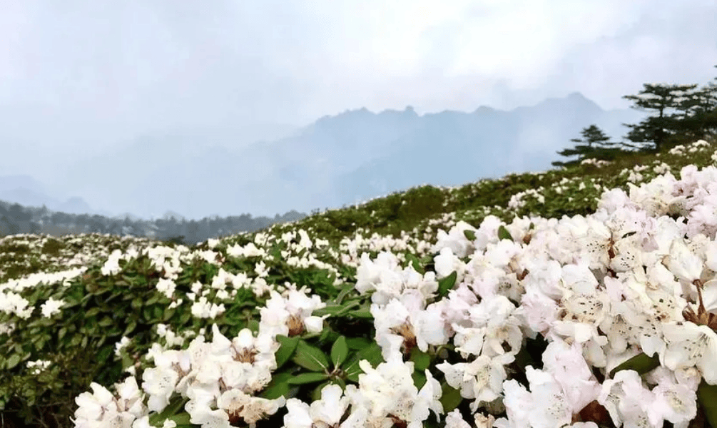 【保护秦岭大家园 维护生物多样性】关注秦岭野生动植物