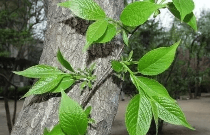 【保护秦岭大家园 维护生物多样性】关注秦岭野生动植物