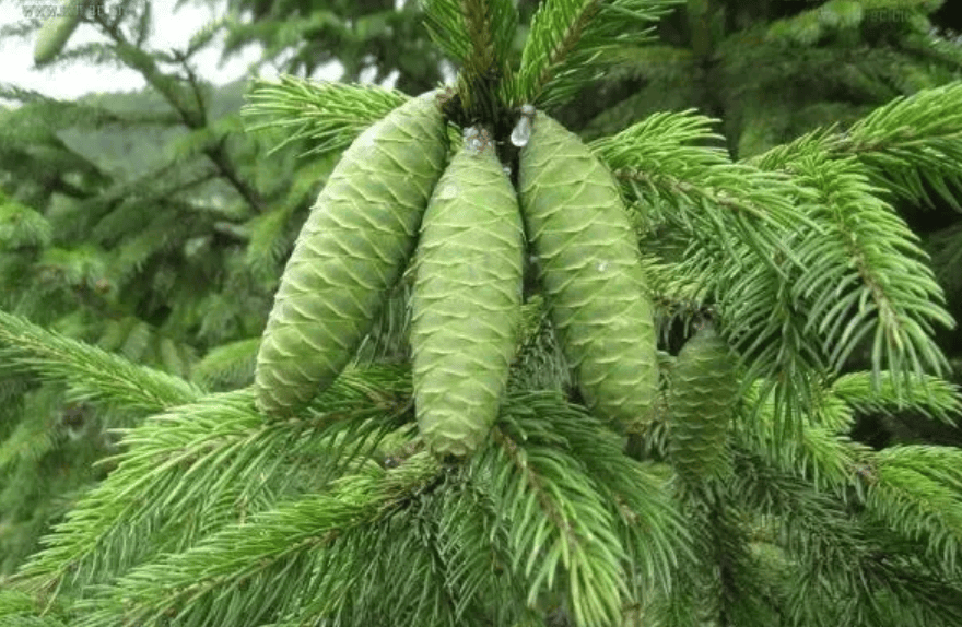 【保护秦岭大家园 维护生物多样性】关注秦岭野生动植物