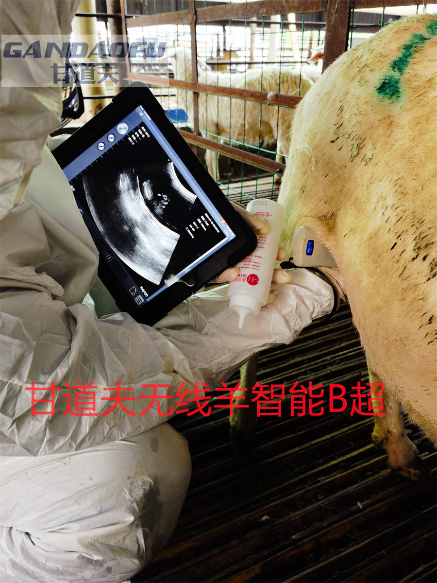 招标采购无线羊智能B超GDF-A15报价价格羊B超厂家品牌