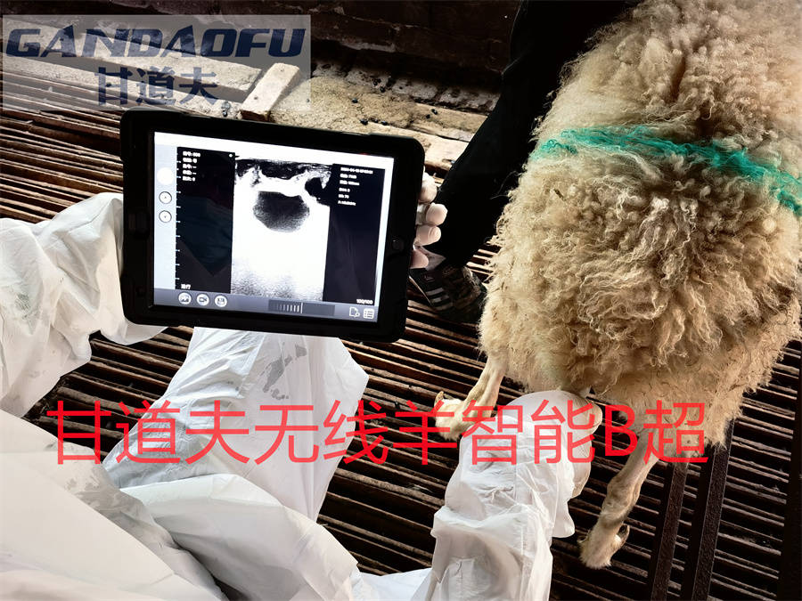 招标采购无线羊智能B超GDF-A15报价价格羊B超厂家品牌