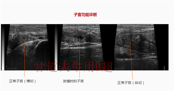 2025招标采购兽用无线B超价格牛羊用B超厂家新报价大全